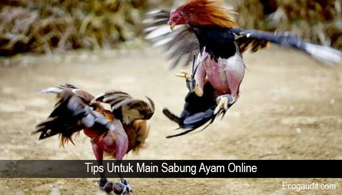 Tips Untuk Main Sabung Ayam Online